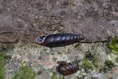 Clausilia rugosa parvula