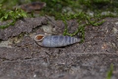 Clausilia rugosa parvula