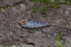 Clausilia rugosa parvula