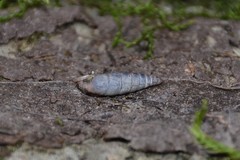Clausilia rugosa parvula