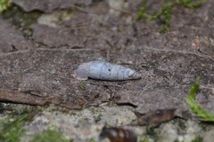 Clausilia rugosa parvula