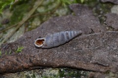 Clausilia rugosa parvula