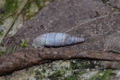 Clausilia rugosa parvula