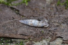 Clausilia rugosa parvula