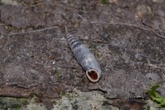 Clausilia rugosa parvula