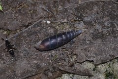 Clausilia rugosa parvula