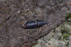 Clausilia rugosa parvula