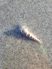 Terebrinae