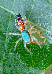 Cosmophasis valerieae