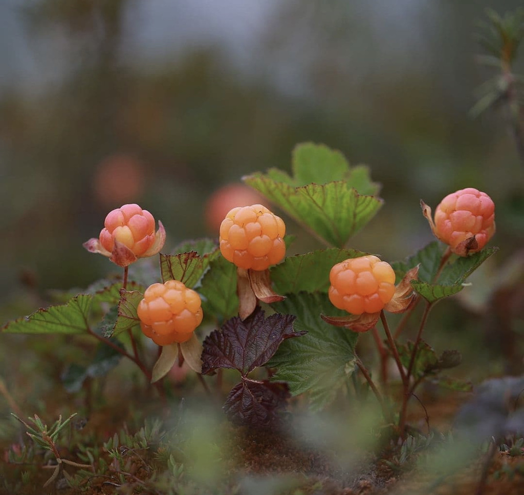 cloudberry from Саха, RU on July 2, 2021 at 11:21 AM by anufriev_vasya ...