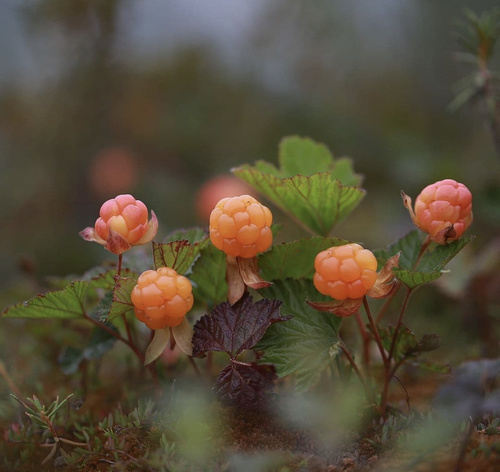 Rubus chamaemorus iNat (1)