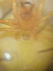 Theridion quadratum