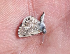 Brephidium metophis