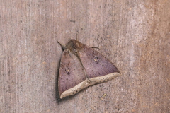 Pseudophisma pritanis