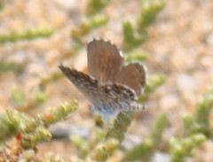 Brephidium metophis