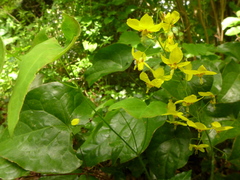 Epimedium × perralchicum