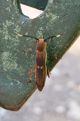 Thranius bimaculatus