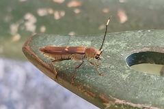 Thranius bimaculatus