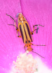 Pyrota discoidea