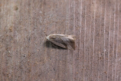 Micrathetis dasarada