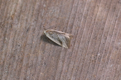 Micrathetis dasarada