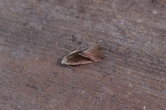 Micrathetis dasarada