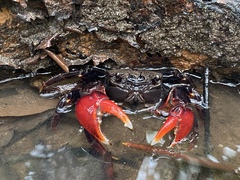 Neosarmatium trispinosum
