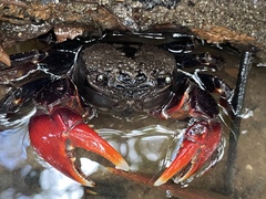 Neosarmatium trispinosum