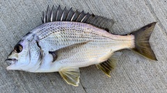 Black Bream photo 4