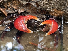 Neosarmatium trispinosum
