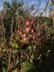 Rumex woodii