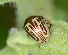 Zygogramma heterothecae