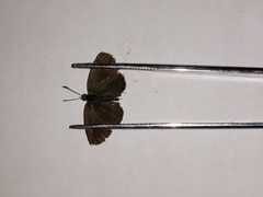 Brephidium metophis