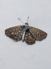 Brephidium metophis