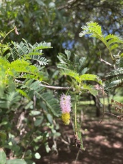 Dichrostachys cinerea
