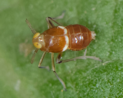 Pissonotus binotatus