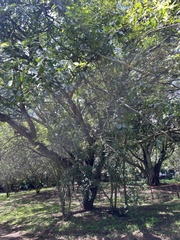 Dichrostachys cinerea