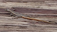 Platysaurus intermedius