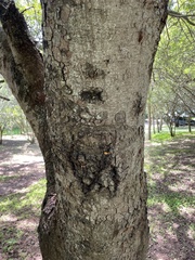 Dichrostachys cinerea