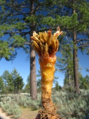 Aphyllon californicum feudgei