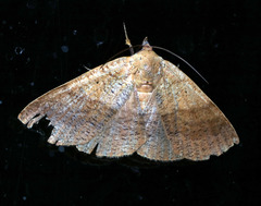 Ophyx