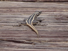 Platysaurus intermedius