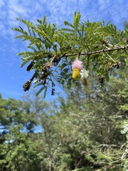 Dichrostachys cinerea