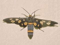 Amata cyssea