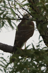 Accipiter cirrocephalus