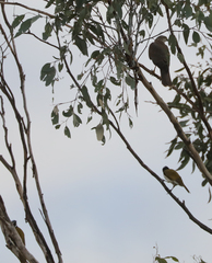 Accipiter cirrocephalus