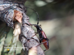 Callidiellum rufipenne