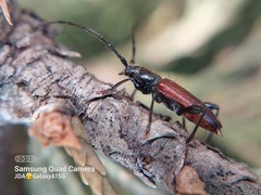 Callidiellum rufipenne