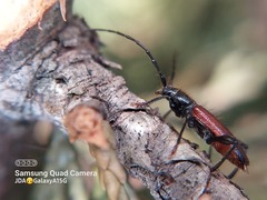 Callidiellum rufipenne