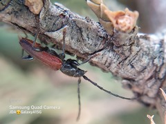 Callidiellum rufipenne